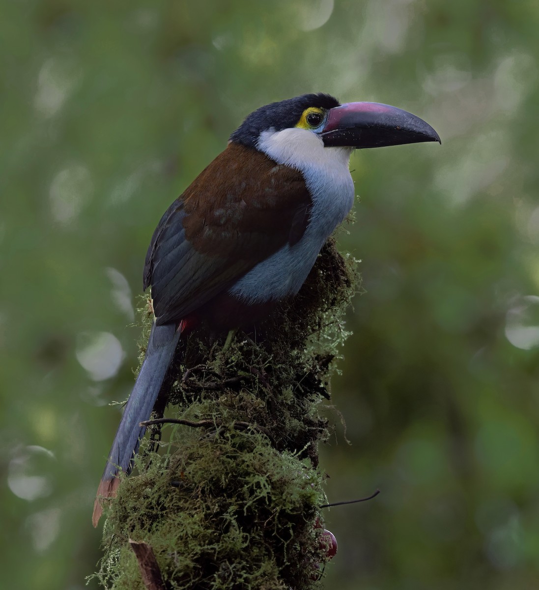 Black-billed Mountain-Toucan - ML637095915