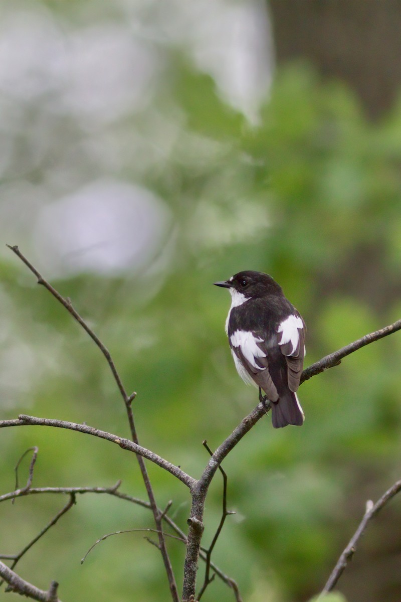 lejsek černohlavý - ML637095966