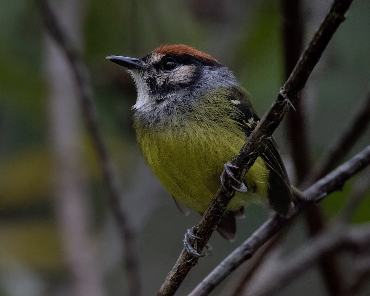 Rufous-crowned Tody-Flycatcher - ML637095974