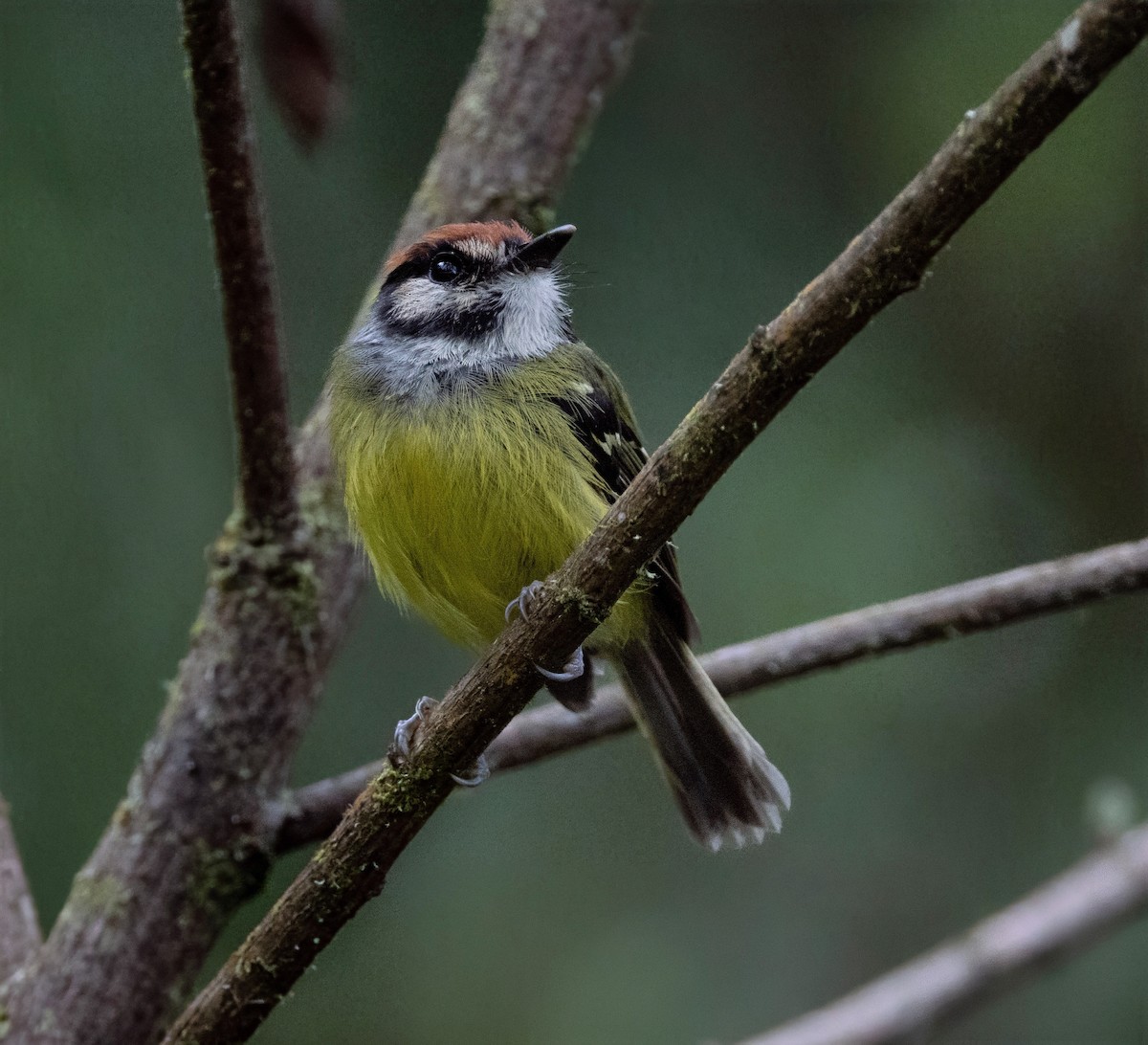 Rufous-crowned Tody-Flycatcher - ML637095976