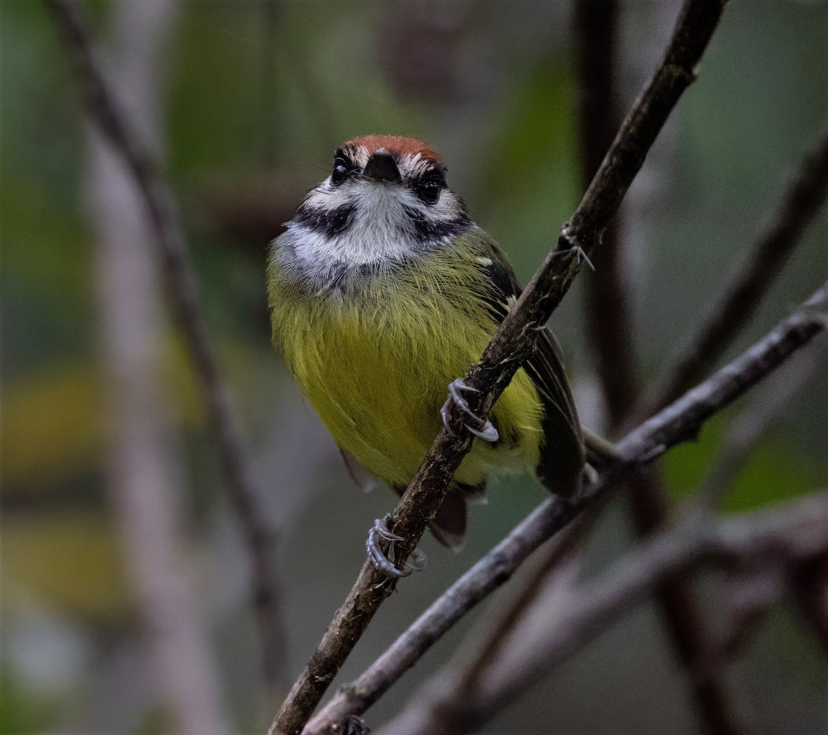 Rufous-crowned Tody-Flycatcher - ML637095977