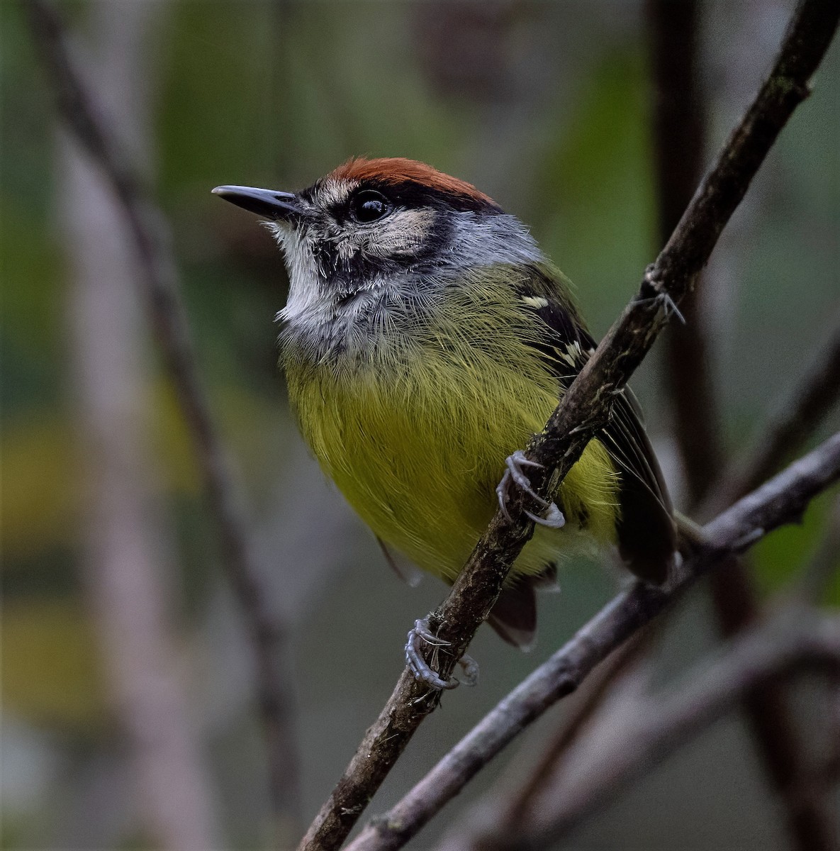 Rufous-crowned Tody-Flycatcher - ML637095979