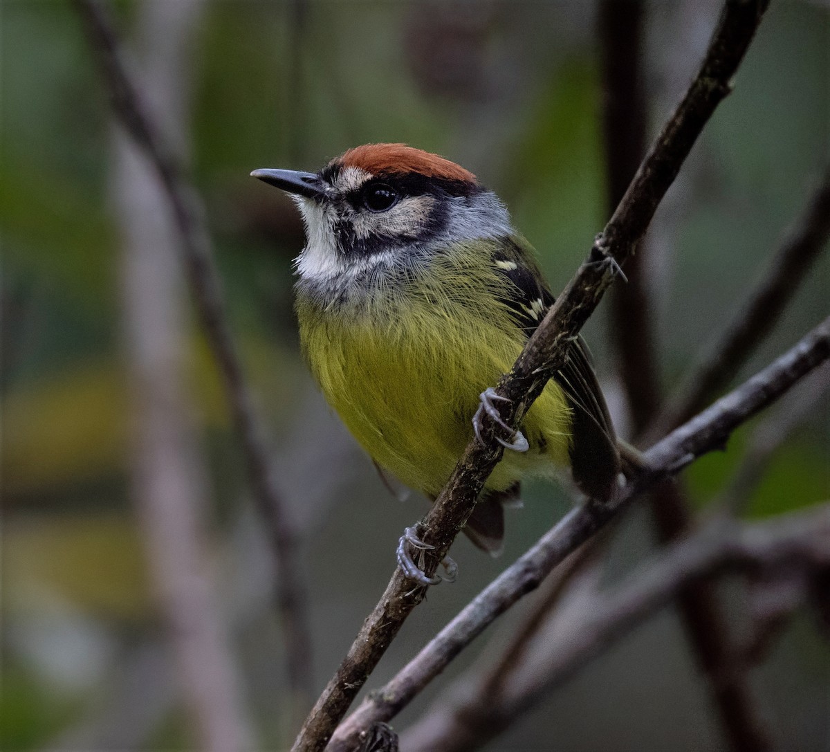 Rufous-crowned Tody-Flycatcher - ML637095981