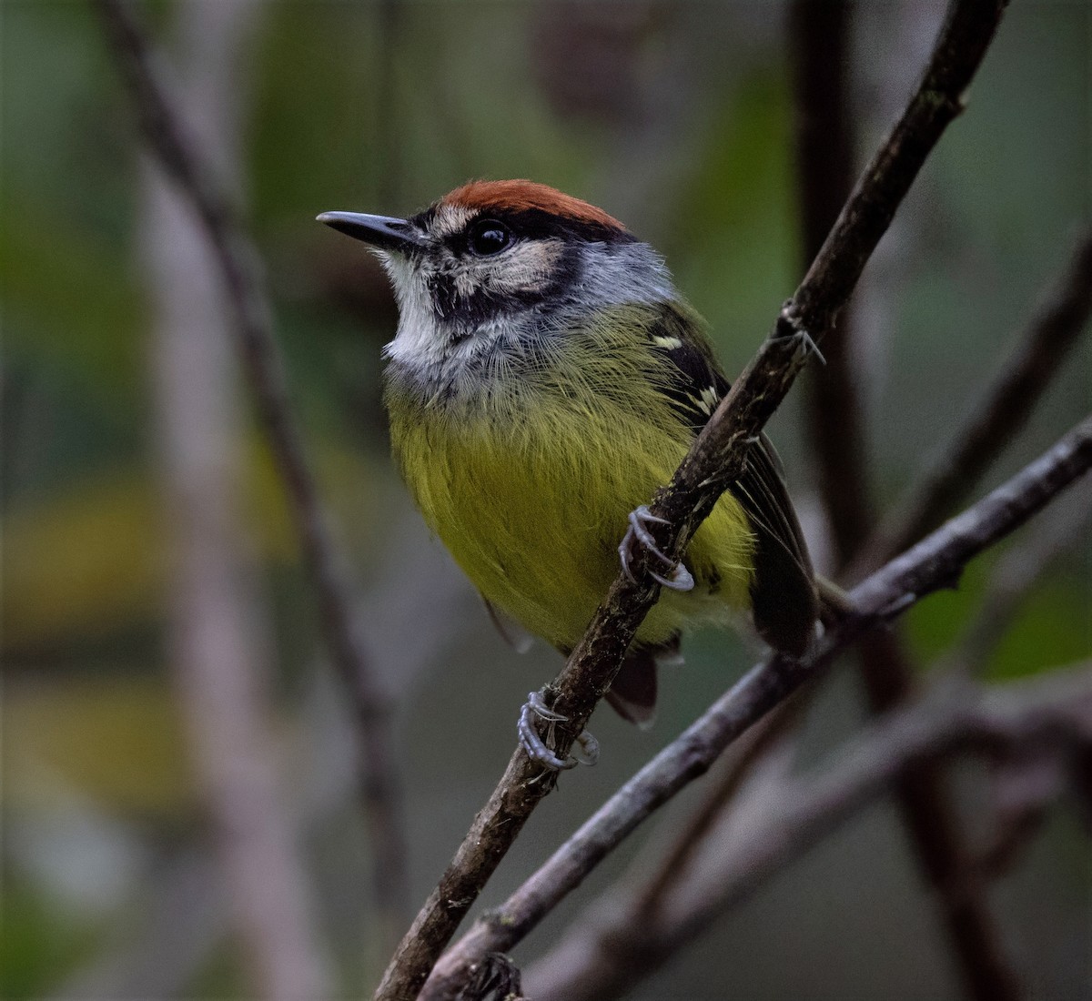 Rufous-crowned Tody-Flycatcher - ML637095982
