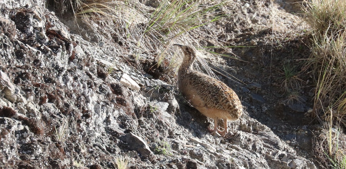 Tinamou orné - ML637096047