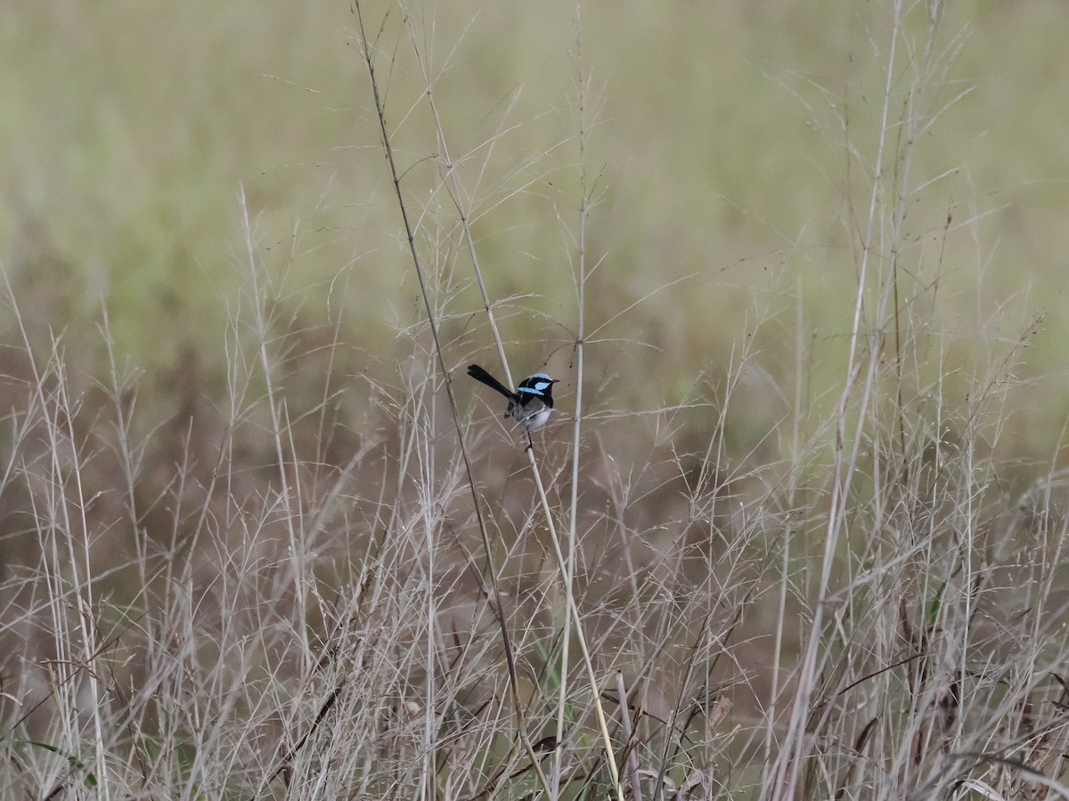 Superb Fairywren - ML637096137