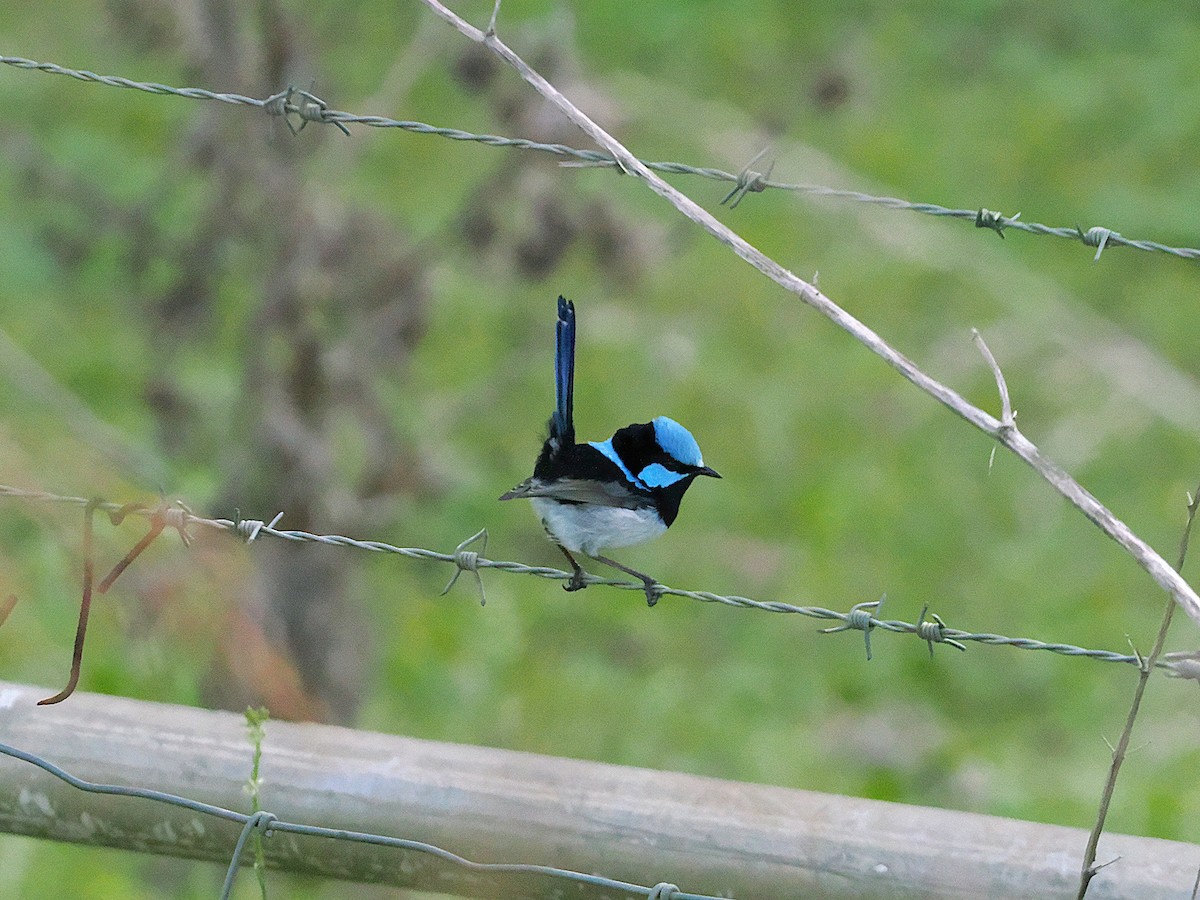Superb Fairywren - ML637096138