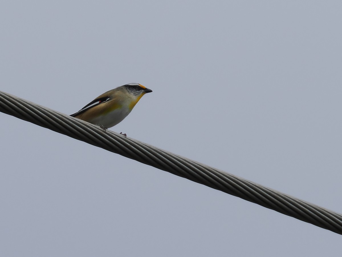 Striated Pardalote (Black-headed) - ML637096142