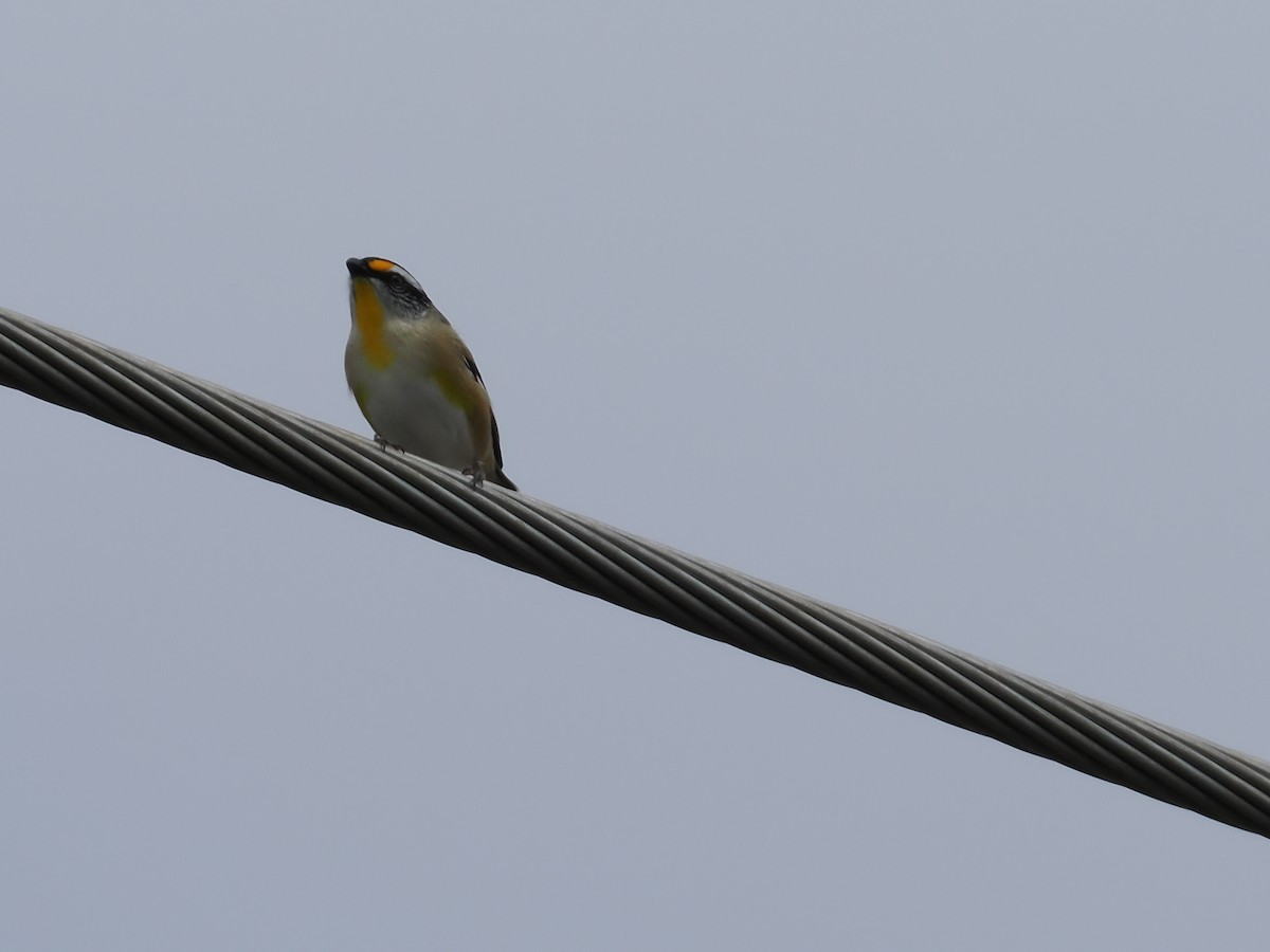 Striated Pardalote (Black-headed) - ML637096143