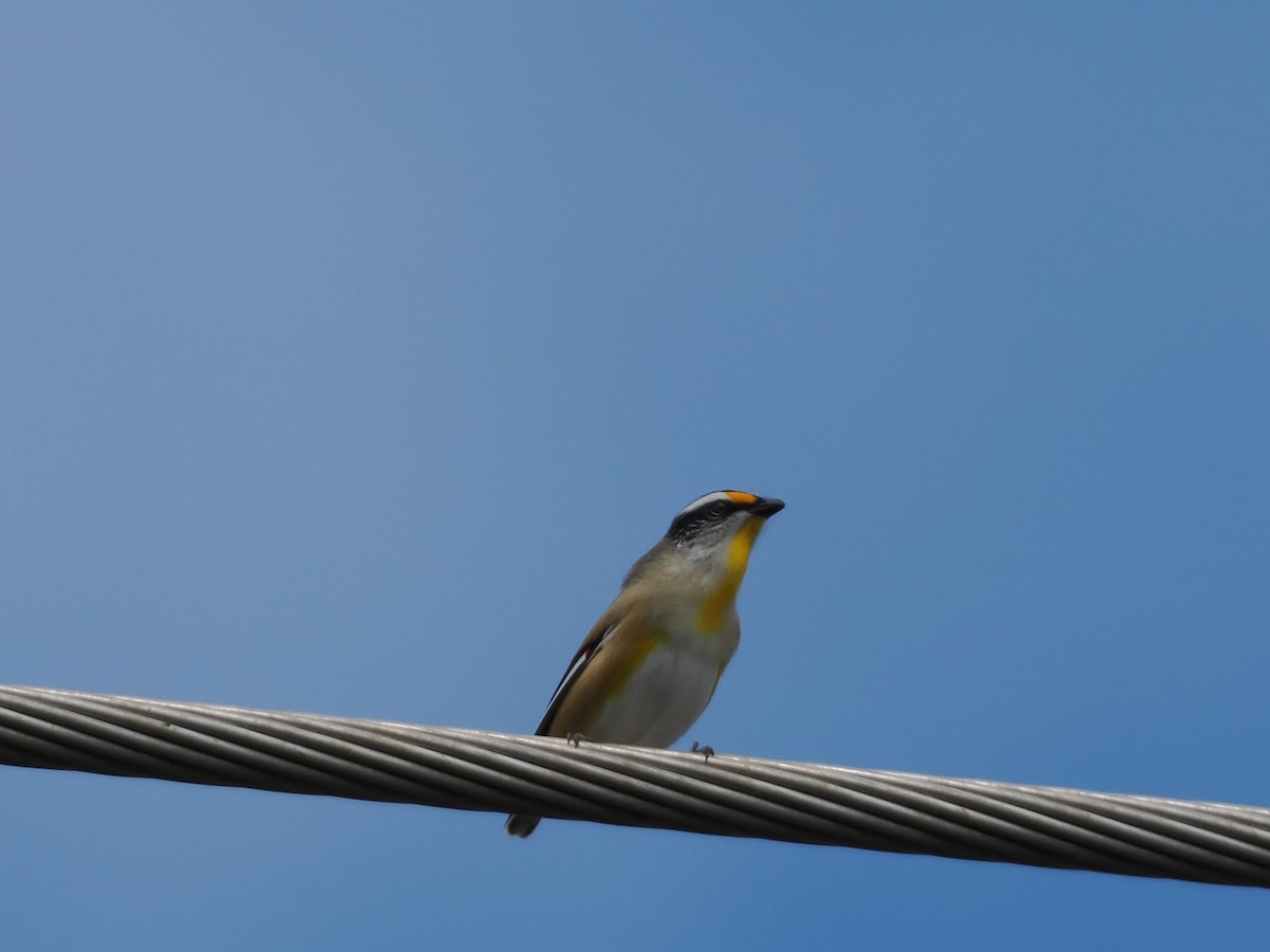 Striated Pardalote (Black-headed) - ML637096144