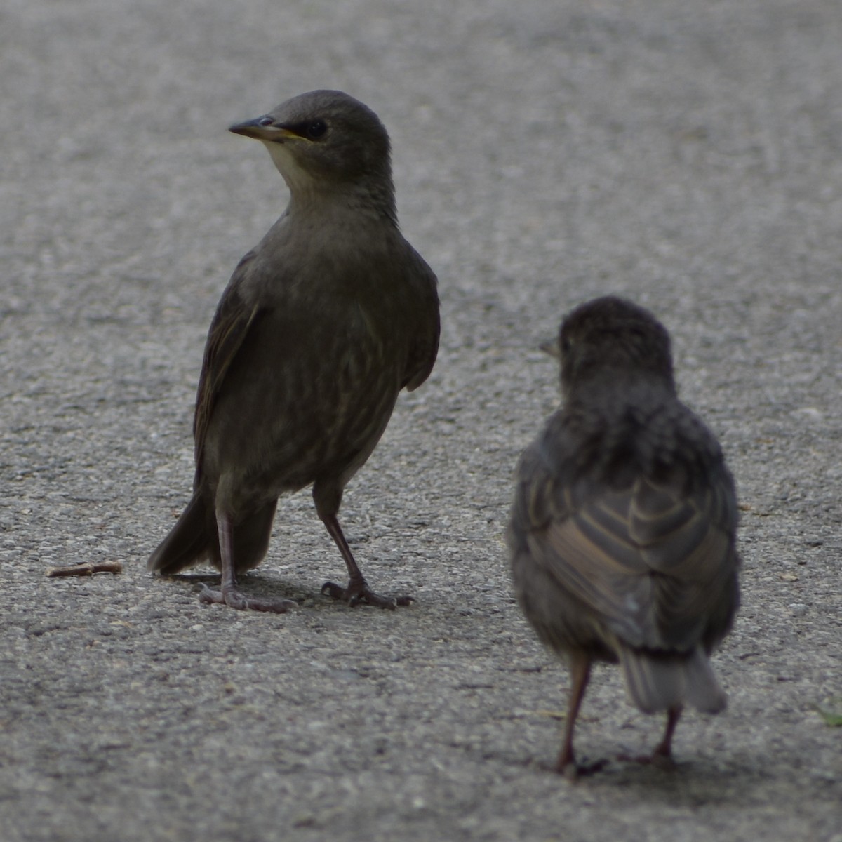 歐洲椋鳥 - ML637096147