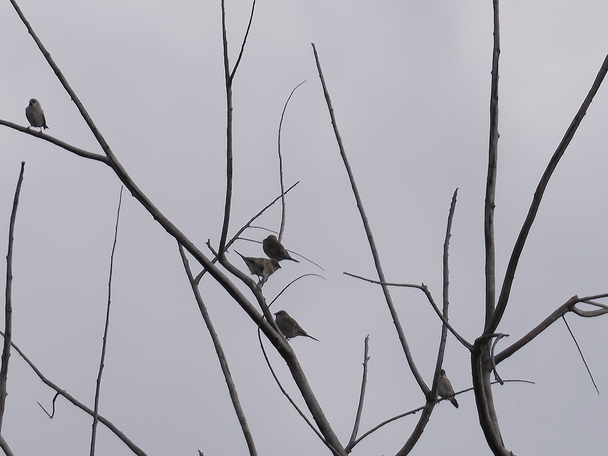 Plum-headed Finch - ML637096152