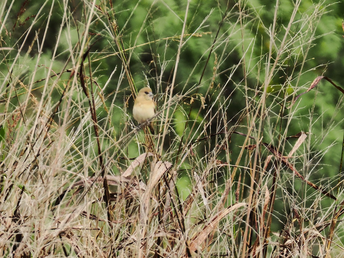 Chestnut-breasted Munia - ML637096154
