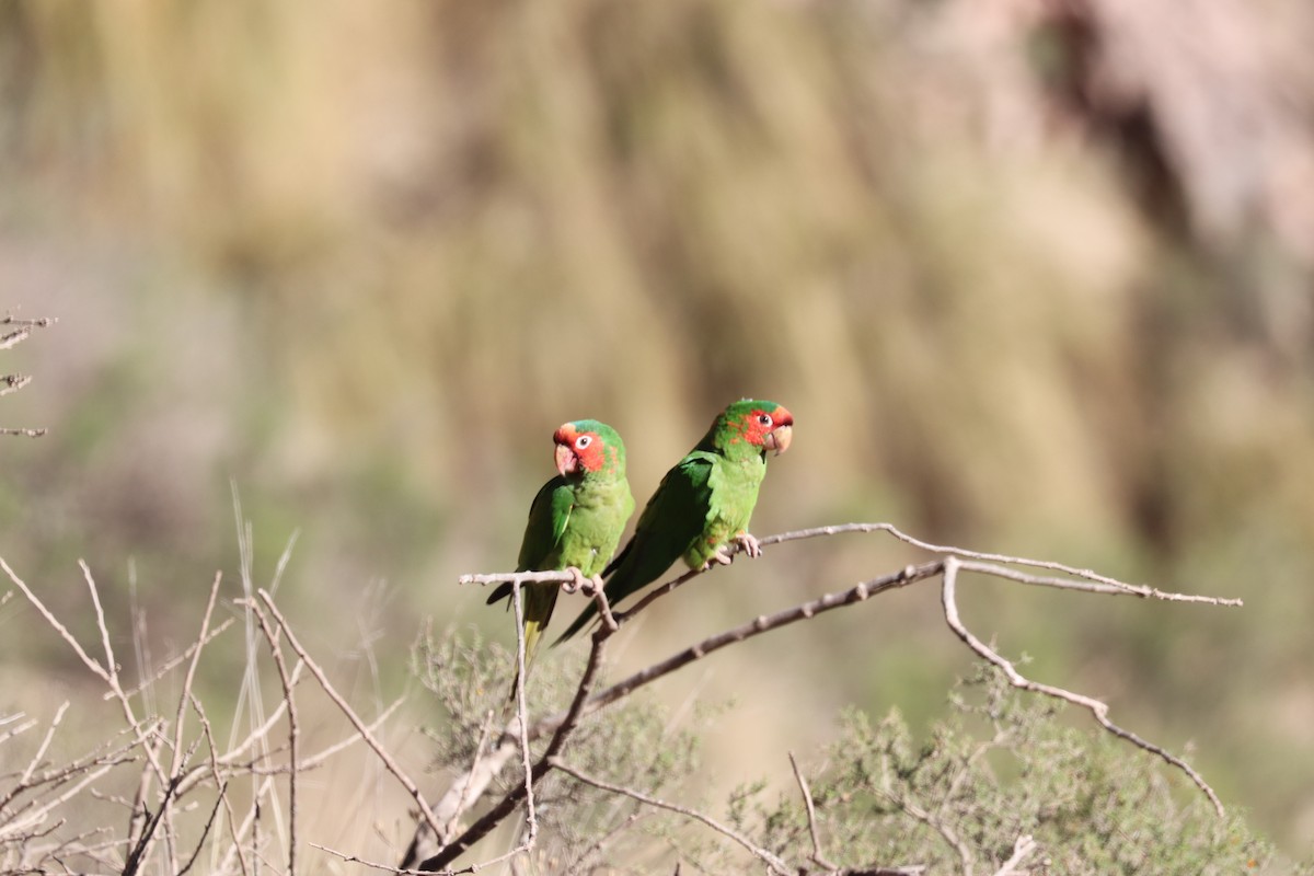 Conure mitrée - ML637096193