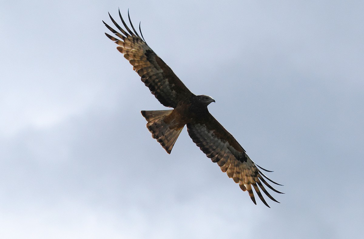 Square-tailed Kite - ML637096196