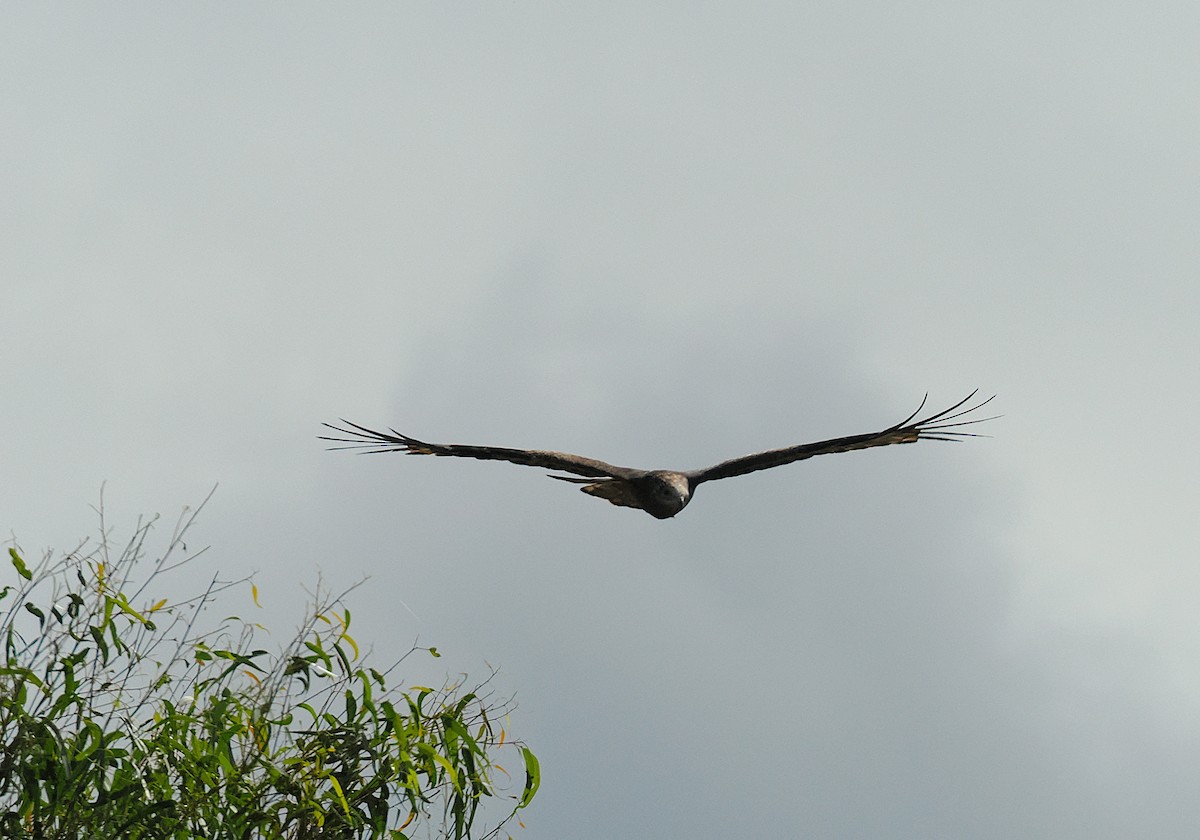 Square-tailed Kite - ML637096198