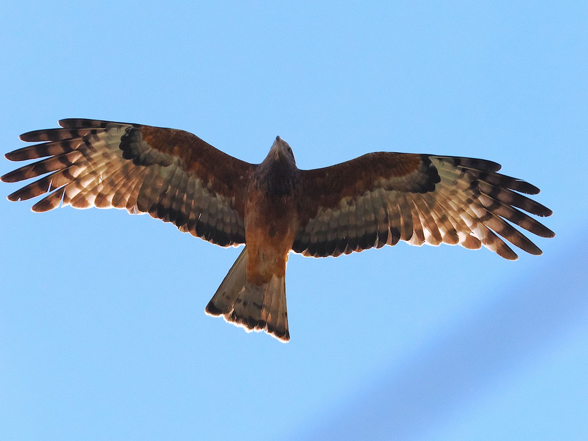 Square-tailed Kite - ML637096199