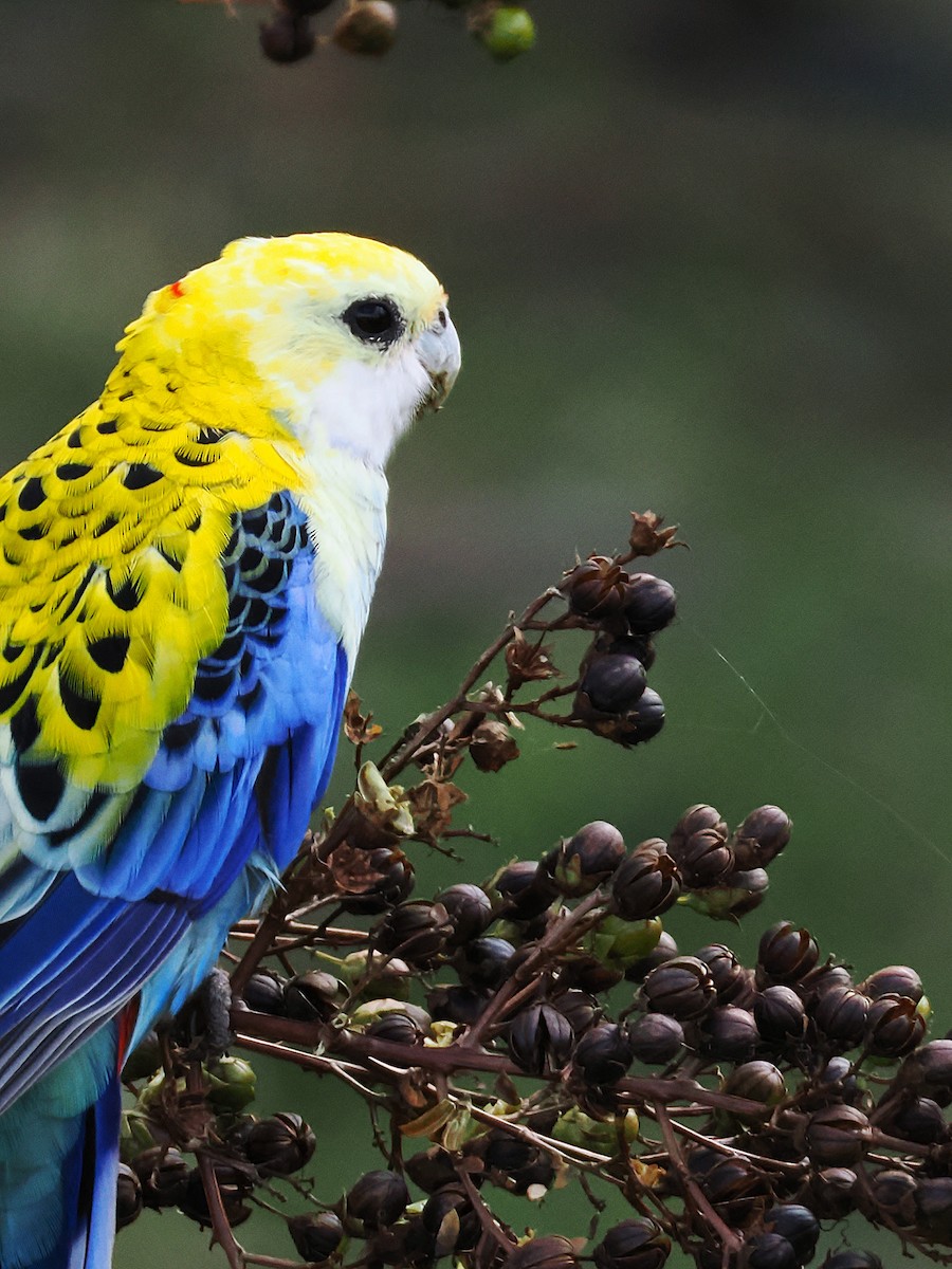Pale-headed Rosella - ML637096214