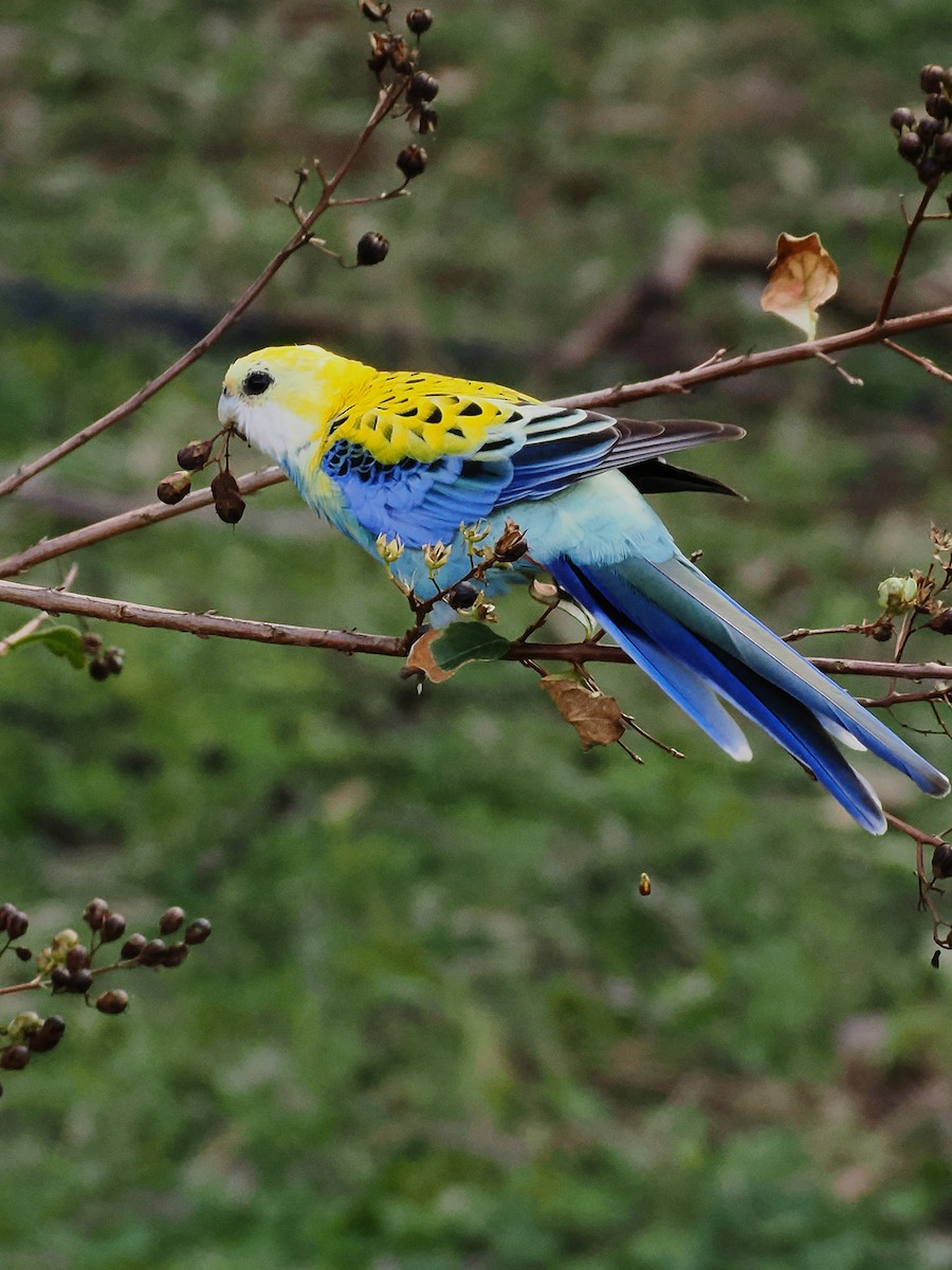 Pale-headed Rosella - ML637096215