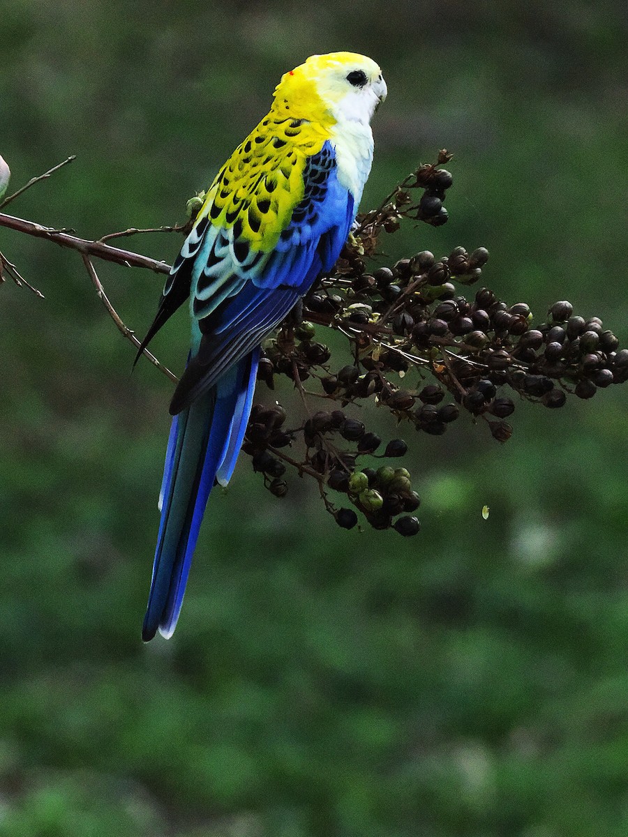 Pale-headed Rosella - ML637096216