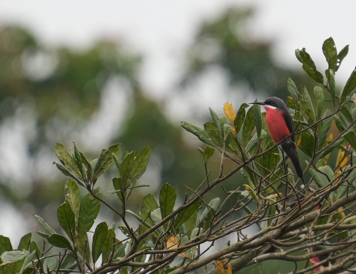 Rosy Bee-eater - ML637096222