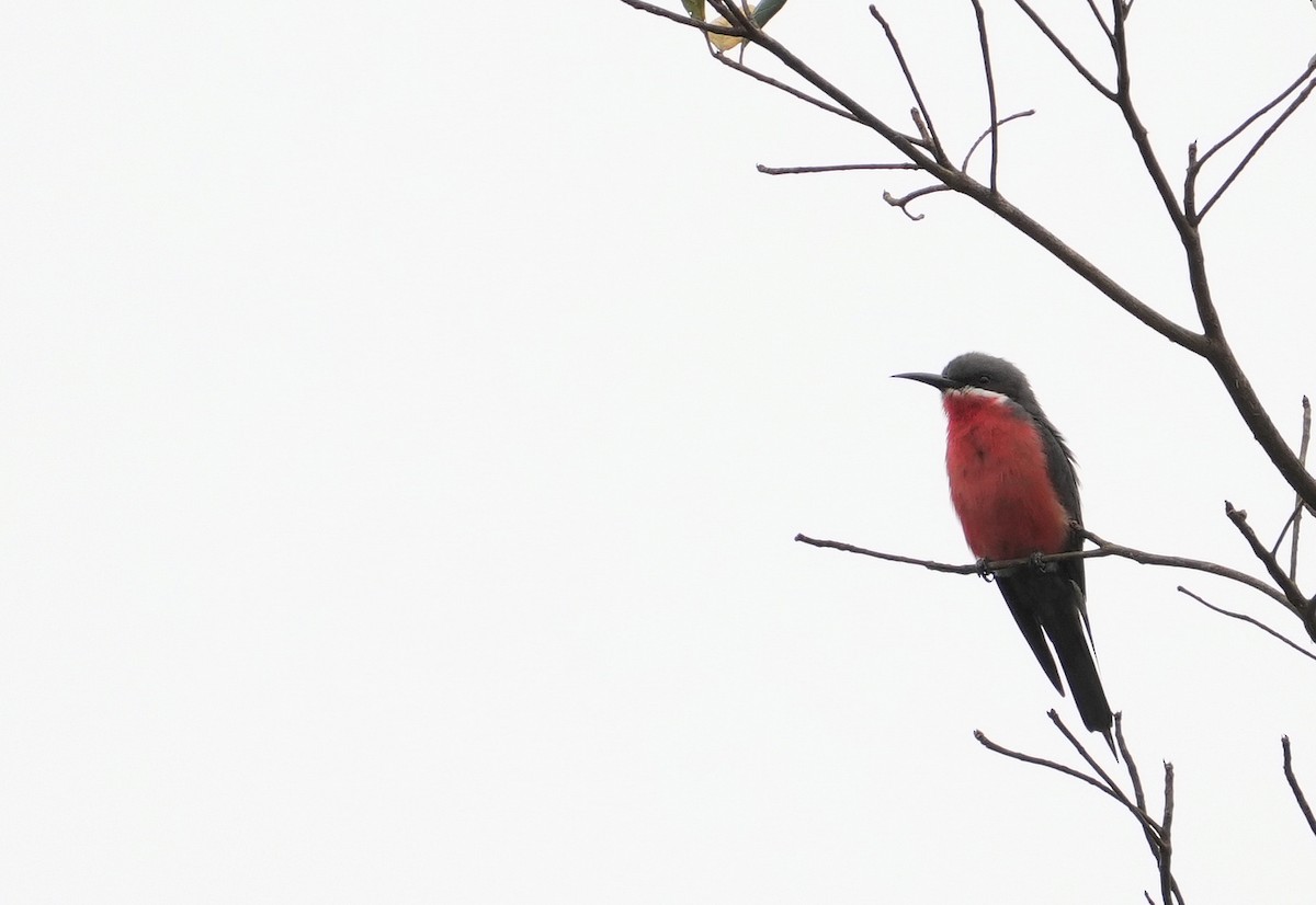 Rosy Bee-eater - ML637096247
