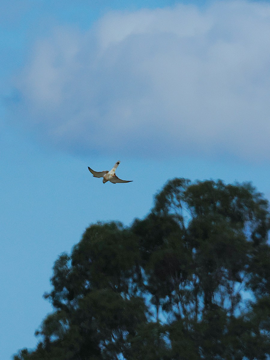 Nankeen Kestrel - ML637096278