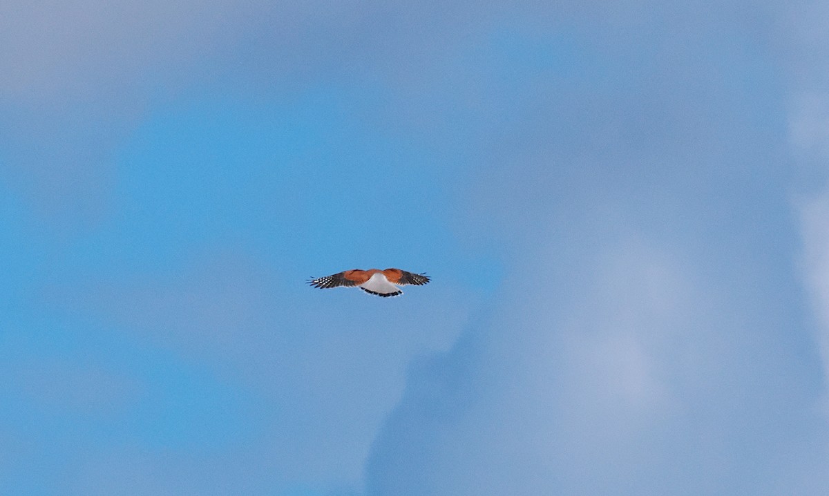 Nankeen Kestrel - ML637096279