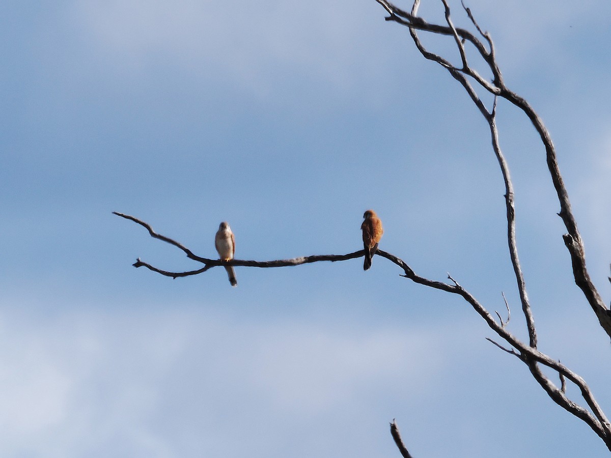 Nankeen Kestrel - ML637096280