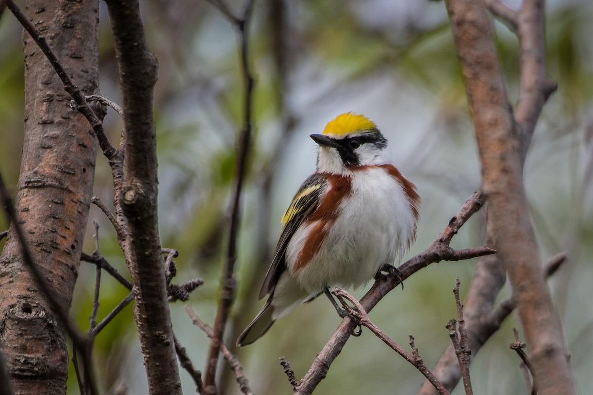 Пісняр-лісовик рудобокий - ML637096283