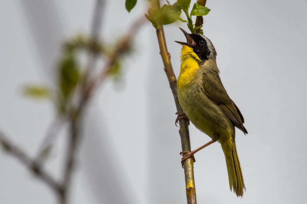 Жовтогорлик північний - ML637096306