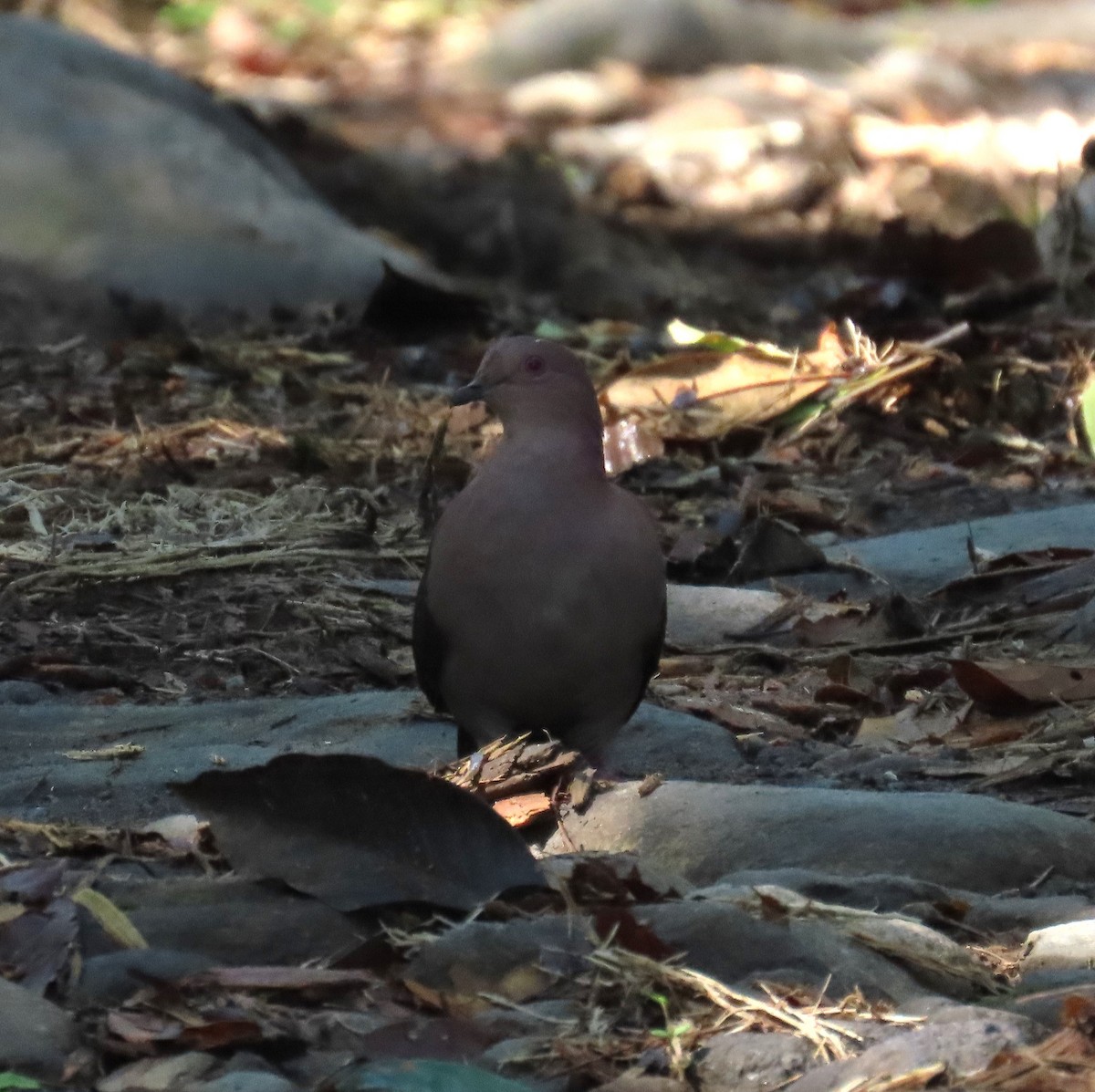 Short-billed Pigeon - ML637096321