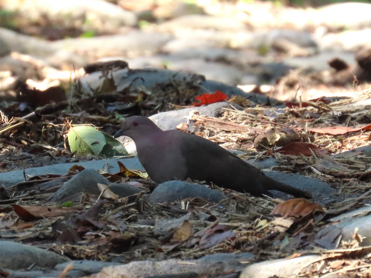 Short-billed Pigeon - ML637096322