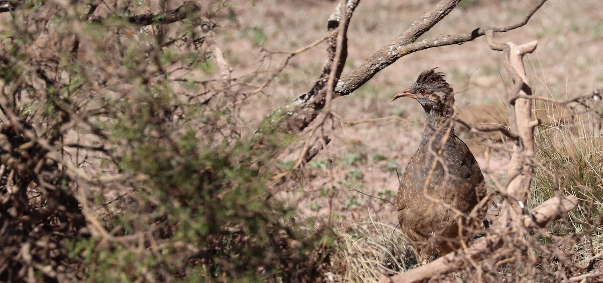 Andean Tinamou - ML637096331
