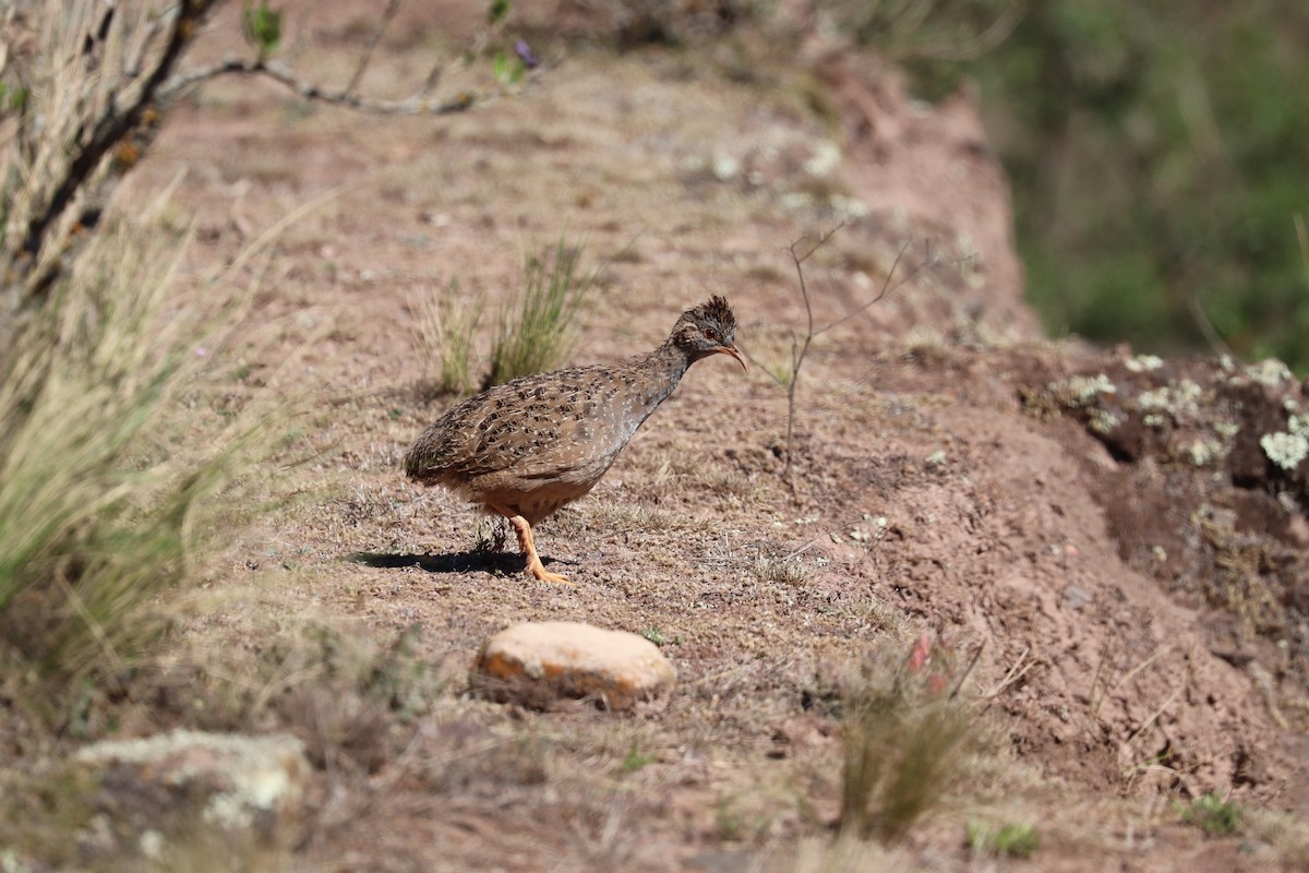 Andean Tinamou - ML637096424