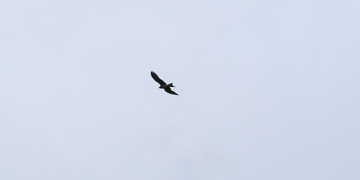 Black-shouldered Kite - ML637096446