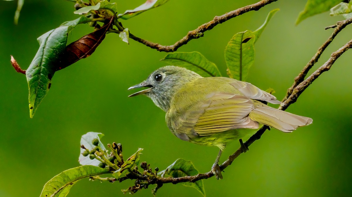 Streak-necked Flycatcher - ML637096460
