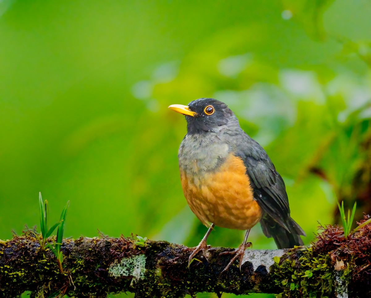Chestnut-bellied Thrush - ML637096473