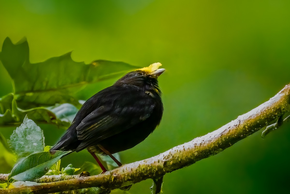 Golden-winged Manakin - ML637096603