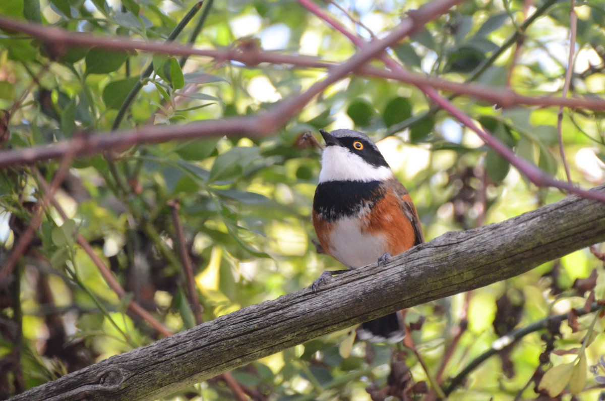 Cape Batis - ML637096702