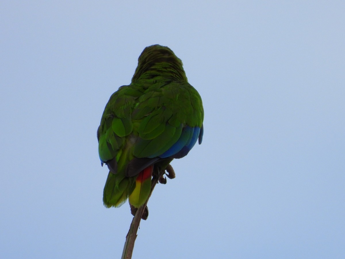 Hispaniolan Amazon - ML637096713