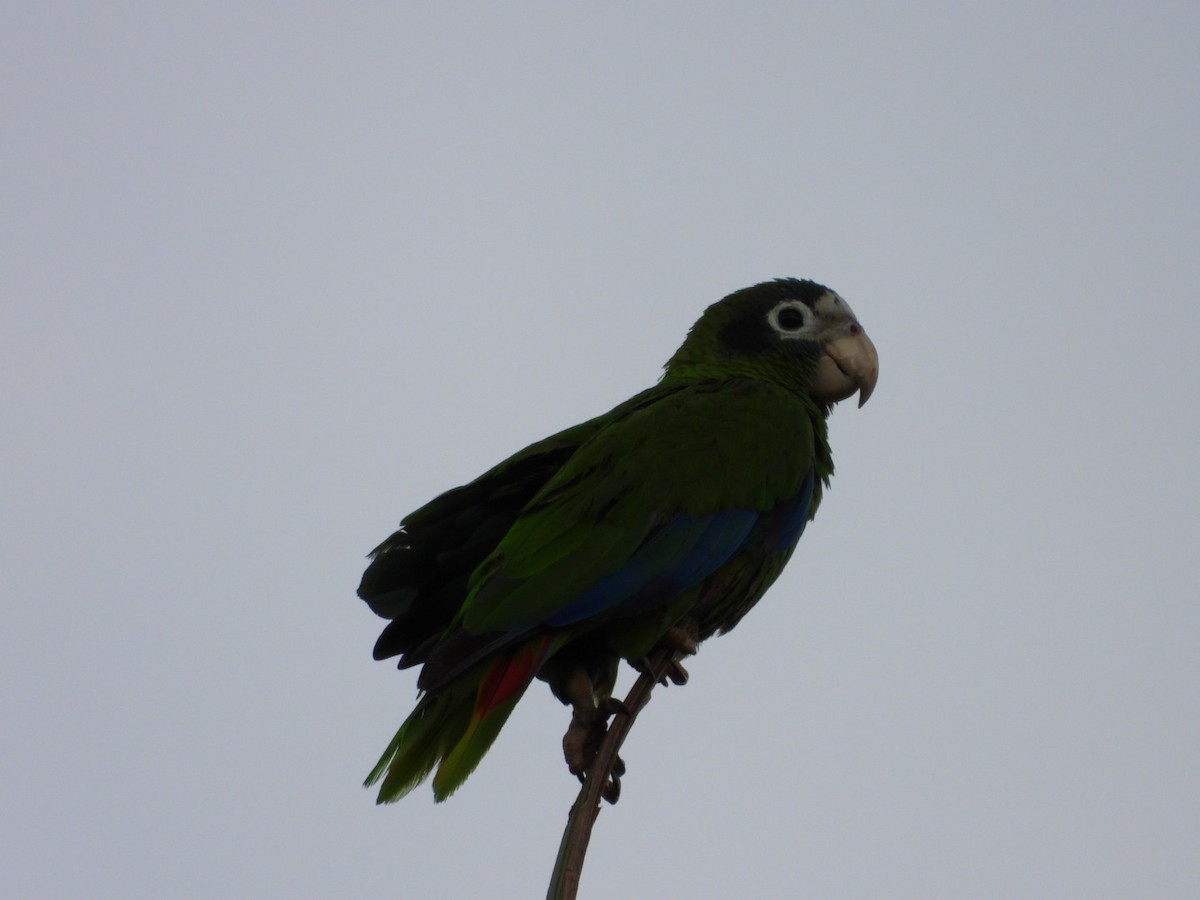 Hispaniolan Amazon - ML637096714