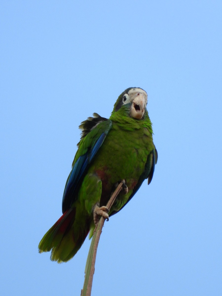 Hispaniolan Amazon - ML637096715