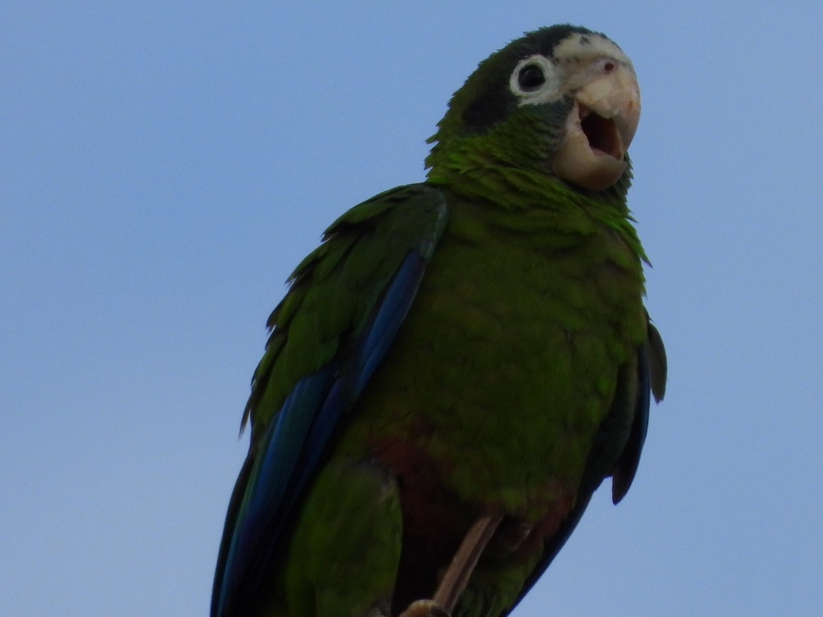 Hispaniolan Amazon - ML637096716