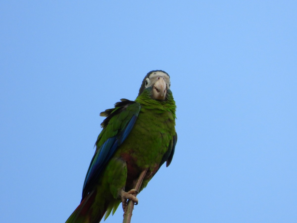 Hispaniolan Amazon - ML637096717