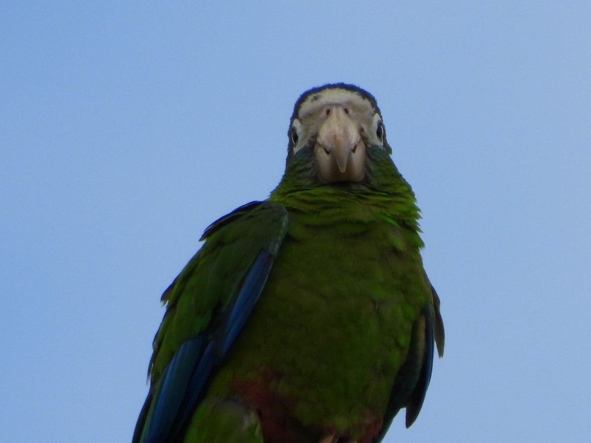 Hispaniolan Amazon - ML637096718