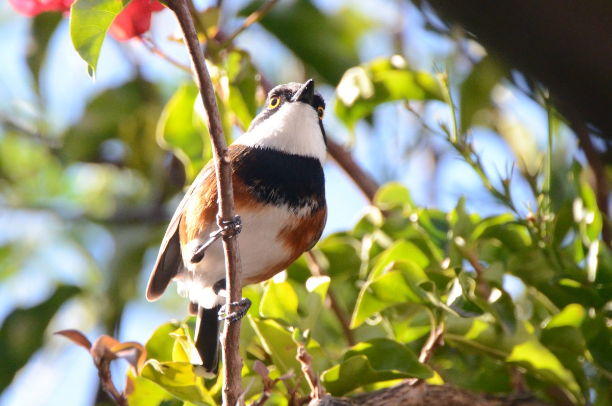 Cape Batis - ML637096726