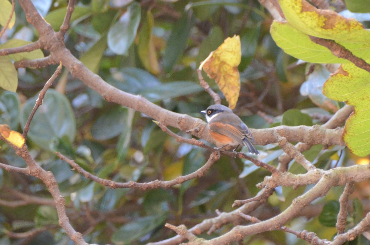 Cape Batis - ML637096732