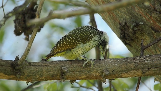 bantuspett - ML637096733