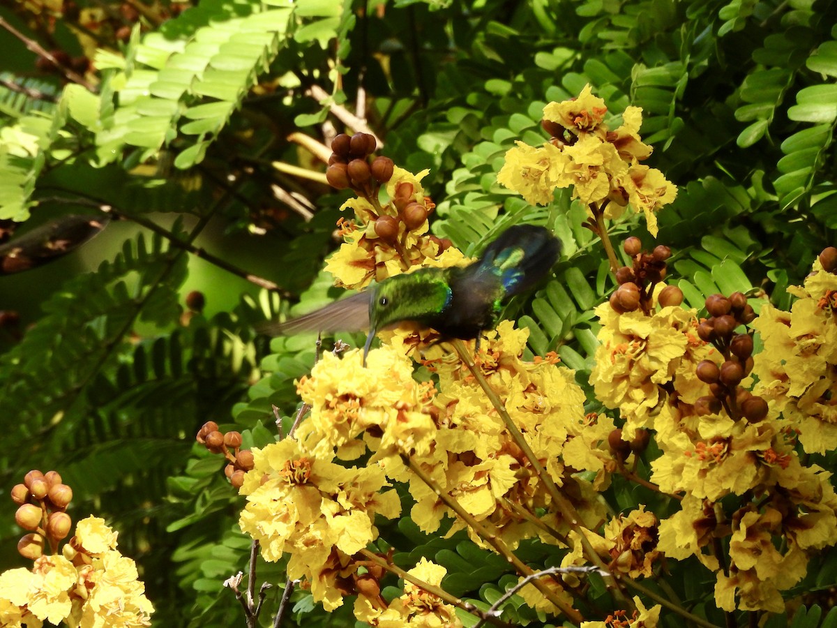 Green-throated Carib - ML637096734